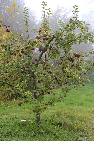 Kasvetli yağmurlu bahçede elma ağacı — Stok fotoğraf