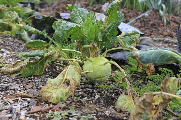 Turnip in the fall ready for a harvest. — Stock Photo, Image