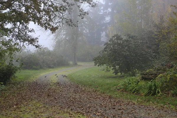 In rainy forest during fall time with perails . — стоковое фото