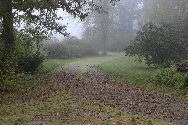 У дощовому лісі під час осені з перепелами — стокове фото
