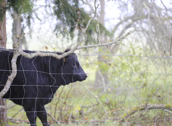Bull in gloomy rainy pasture during fall. — Stock Photo, Image