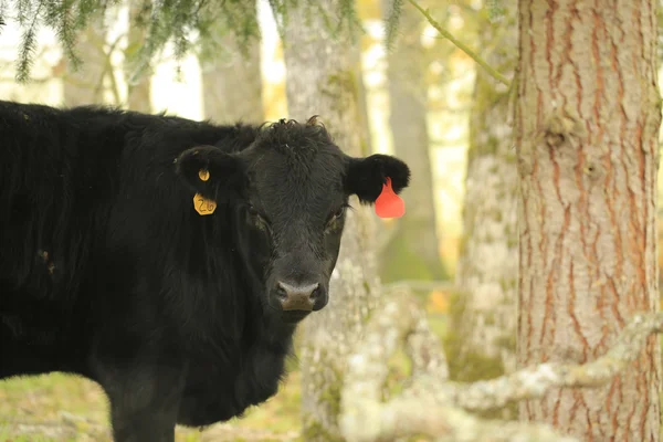 Bull in gloomy rainy pasture during fall. — Stock Photo, Image