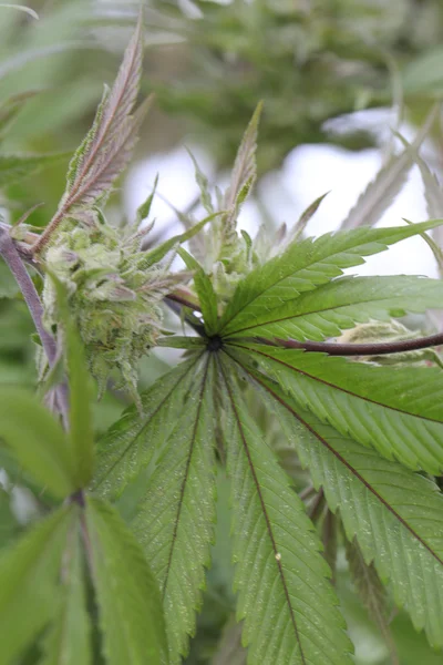 Marihuana (cannabis), planta de cáñamo creciendo dentro de la ho verde — Foto de Stock