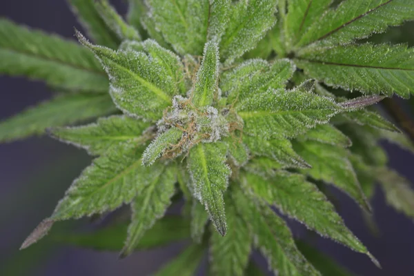 Maconha (cannabis), planta de cânhamo crescendo dentro do ho verde — Fotografia de Stock
