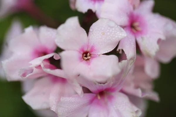 Флокс розовый цветок в осеннем саду . — стоковое фото