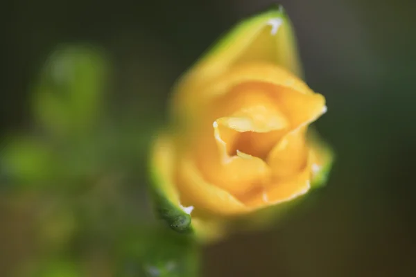 Гарбузова маленька жовта квітка — стокове фото