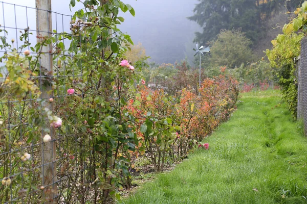 Jardin de roses le jour de pluie sombre — Photo