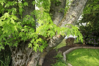Yeşil akçaağaç ağaç ve büyük göğüs.