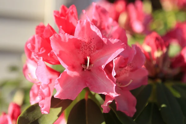 Flores de Rhododendron florescendo no jardim japonês — Fotografia de Stock