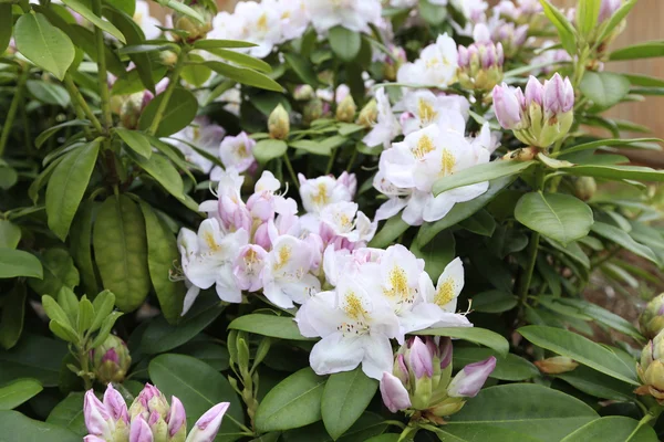 Blooming Rhododendron flowers in Seattle garden — Stock Photo, Image