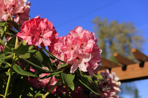 Рододендрон квітучих рослин у Кровать квітки маку — стокове фото