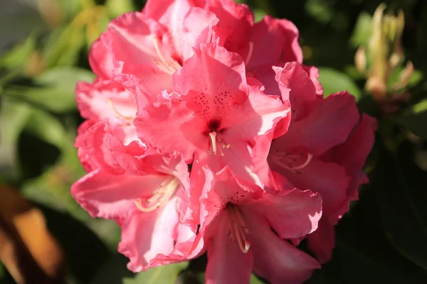 Рододендрон квітучих рослин у Кровать квітки маку — стокове фото