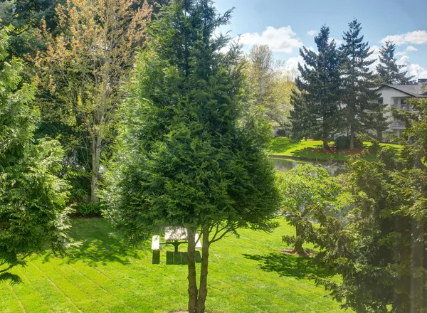 Backyard view through the window — Stock Photo, Image