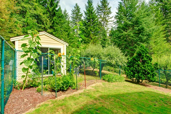 Cour arrière de campagne avec tournesols — Photo