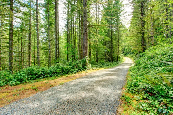 Aussichtsreiche Auffahrt im grünen Wald. Washington-Staat — Stockfoto