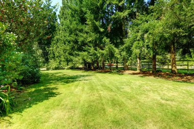 yeşil arka bahçesinde. kırsal manzara