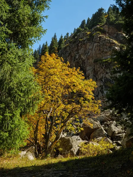 Herfst Bergen Een Vergeelde Boom Tegen Achtergrond Van Rotsen Zonnig — Stockfoto