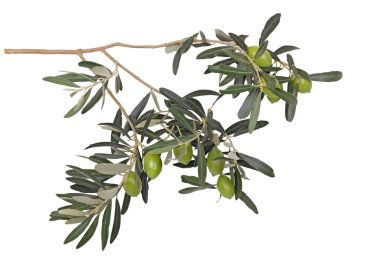 zeytin dalı