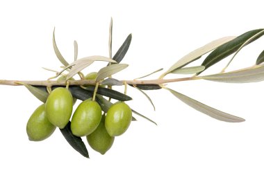 zeytin dalı