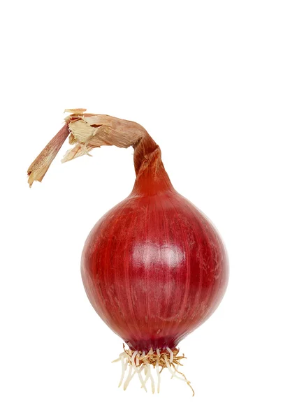 Fresh onion — Stock Photo, Image