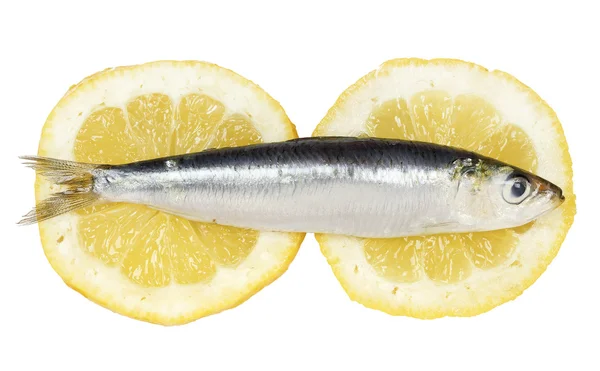 Sardine — Stockfoto