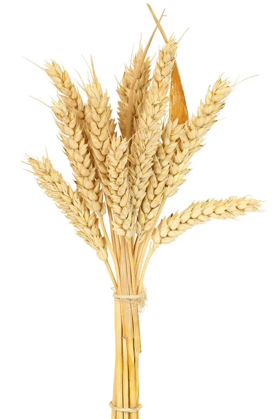 Wheat bundle — Stock Photo, Image