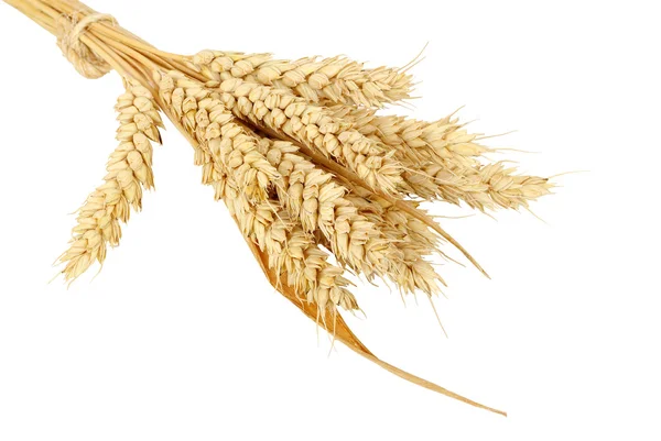 Wheat — Stock Photo, Image