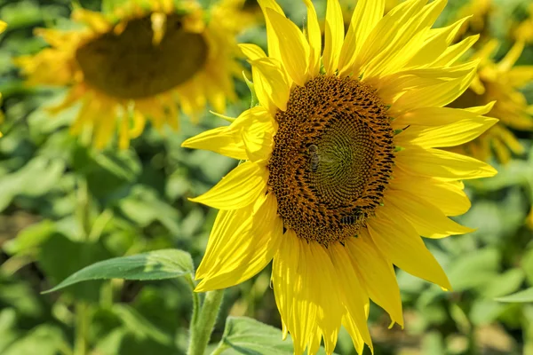 Girassol com abelhas — Fotografia de Stock