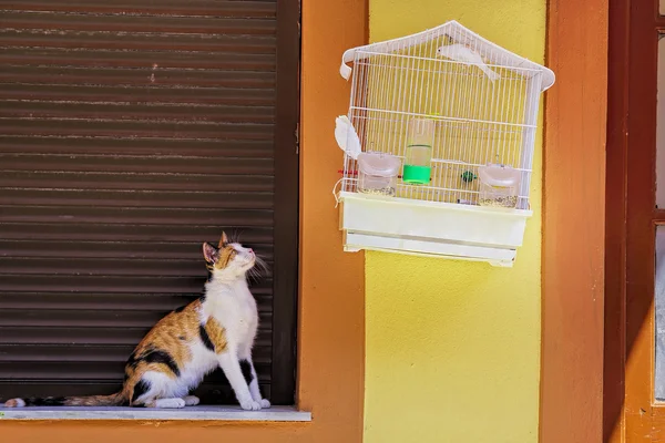 Gato y ave — Foto de Stock