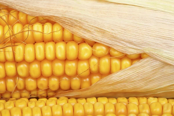 Fecho do milho — Fotografia de Stock