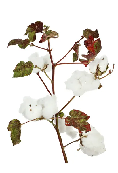 Planta de algodón —  Fotos de Stock