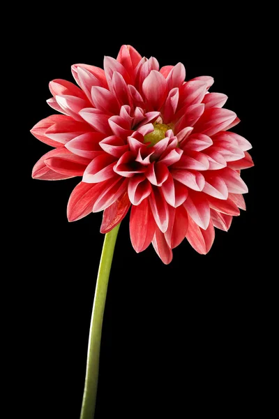 Dahlia bloem — Stockfoto