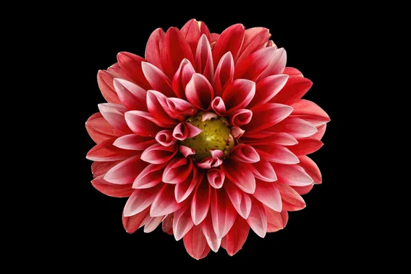 Dália virág — Stock Fotó