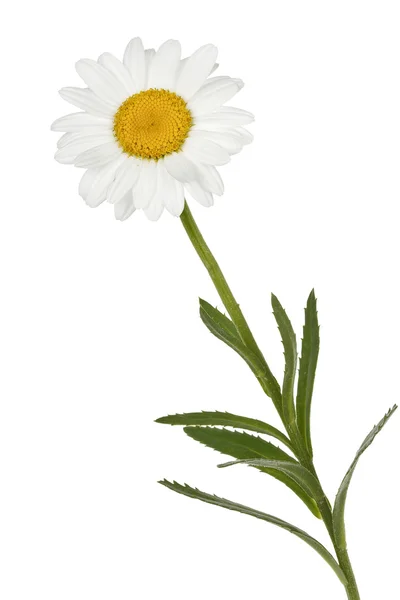 Daisy flower — Stockfoto