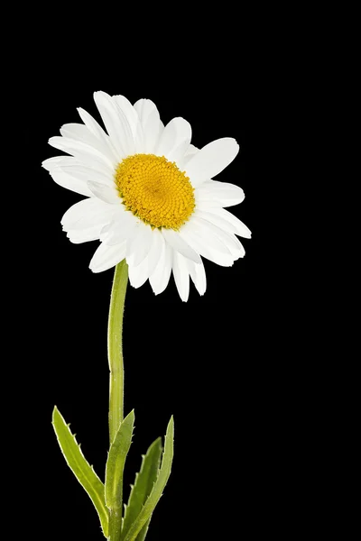 Daisy flower — Stockfoto