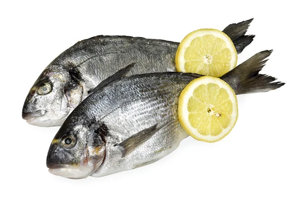 Gilt-hoofd seabream — Stockfoto