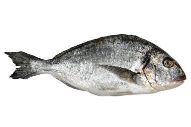 yaldızlı kafa çupra