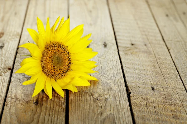 Sunflower on wood — Stock fotografie