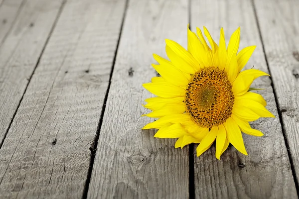 Sunflower on wood — Stock fotografie