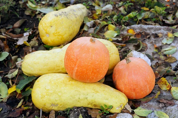 Calabazas Amarillas Naranjas Maduras Jardín —  Fotos de Stock