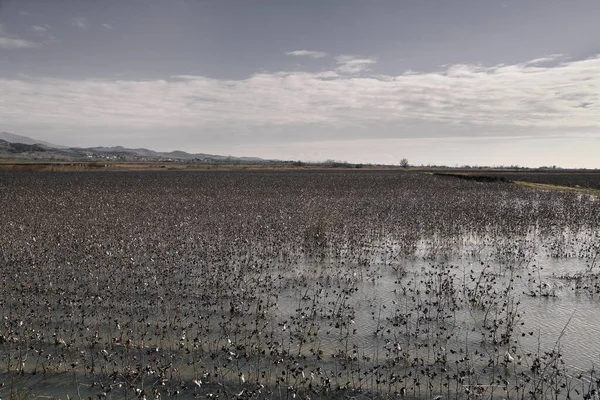 Campo Algodón Inundado Desastre Agrícola Condiciones Climáticas Extremas —  Fotos de Stock