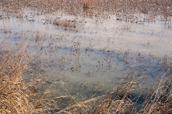 Sel basmış pamuk tarlası, tarım felaketi, aşırı hava koşulları