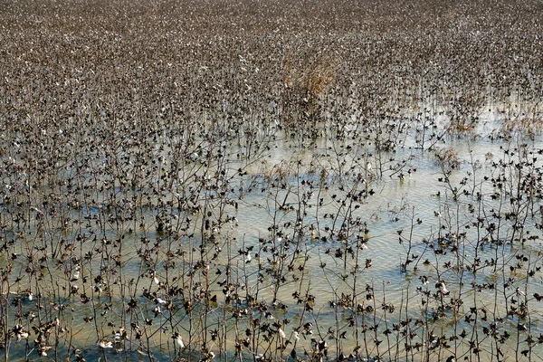 Flooded Cotton Field Agricultural Disaster Extreme Weather Conditions — ストック写真