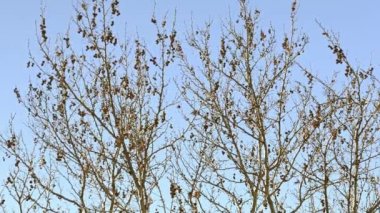 Rüzgarlı bir günde çıplak bir ağaç.