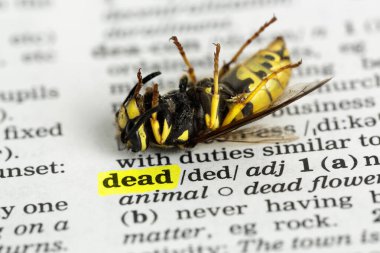 Ölü sözcüğünün yanında sözlükteki ölü eşekarısına yakın çekim
