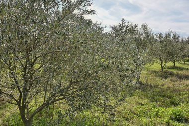Güneşli bir günde tarlada zeytin ağaçlarına yakın çekim