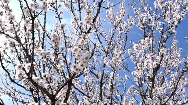 Nahaufnahme Eines Blühenden Mandelbaums Mit Leuchtend Blauem Himmel — Stockvideo