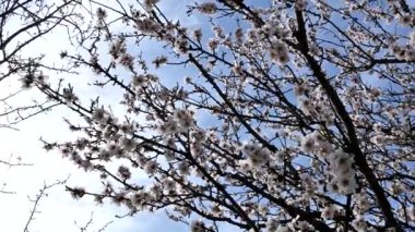 Çiçek açan badem ağacının yakın plan mavi gökyüzü