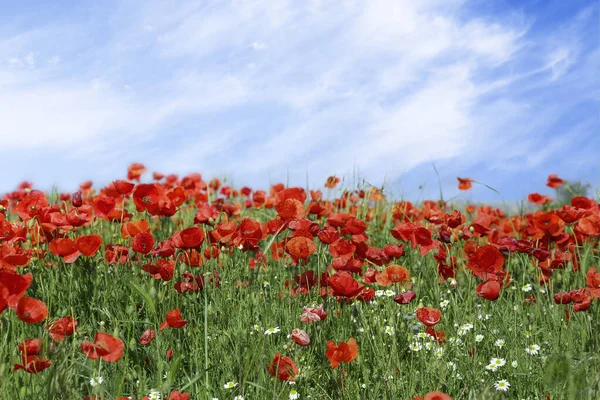 Blooming Poppy Flowers Field Sunny Day — Stock Photo, Image
