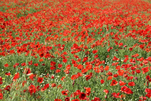 Blooming Poppy Flowers Field Sunny Day — Stockfoto